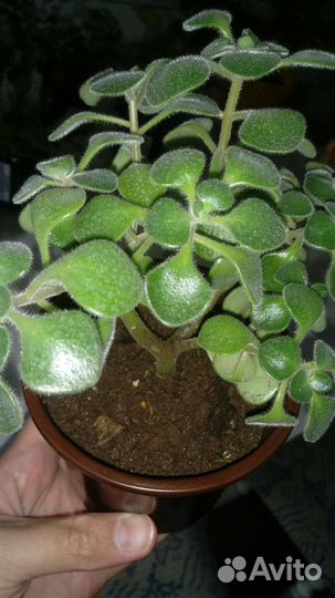 Растения-малыши для юных натуралистов