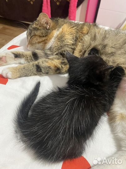 Черный котенок мальчик