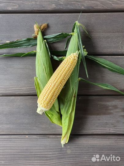 Семена Кукурузы 