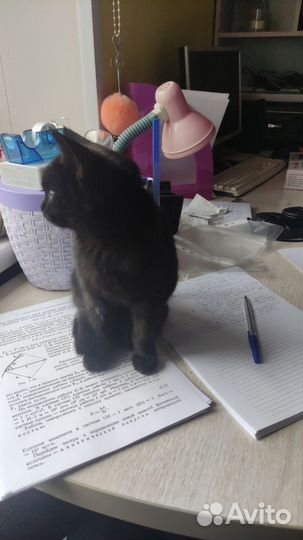 Отдам котенка в добрые руки