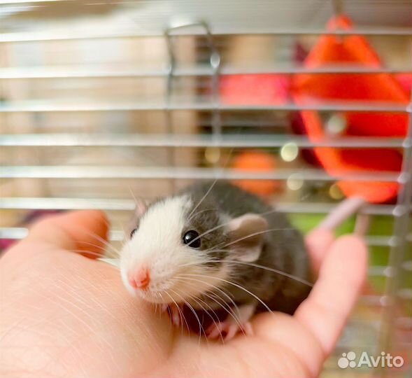Крыса хаски дамбо/ крысята/клетки