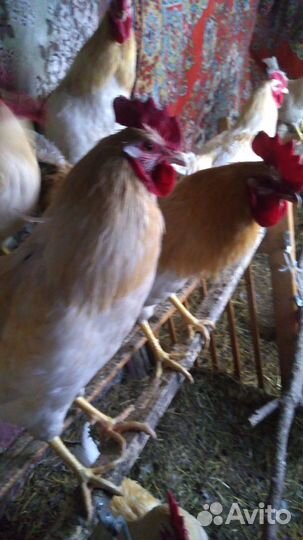Молодые петухи