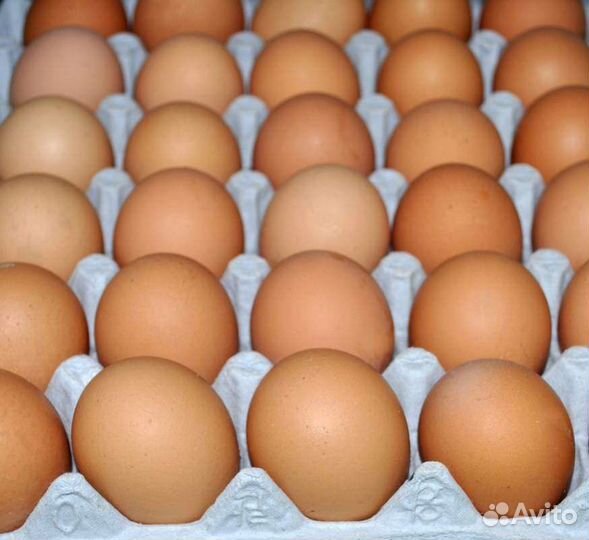 Домашние куринные яйца диетические