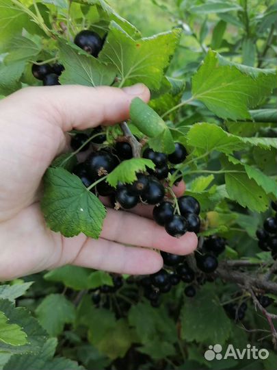 Смородина черная, белая красная