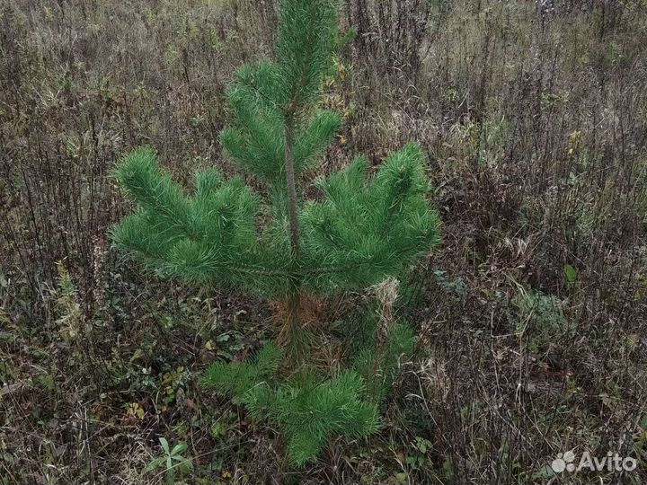 Ель, сосна саженцы