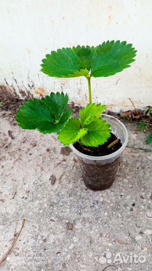 Рассада клубники клери