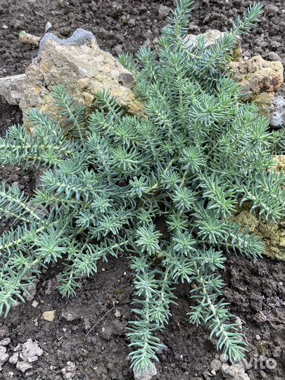 Очитки почвопокровники,цветы для сада