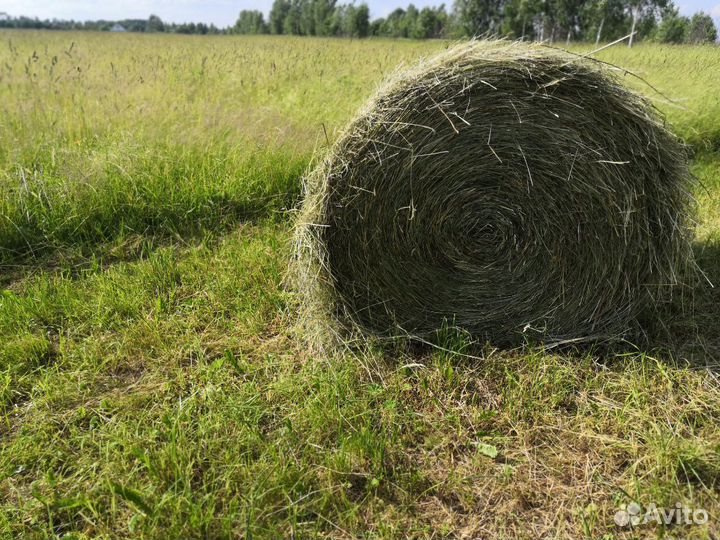 Сено в рулонах