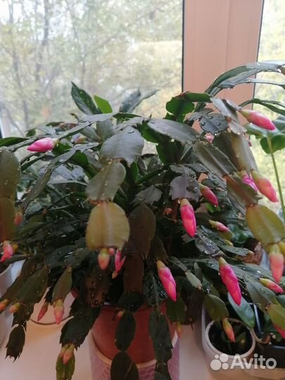 Декабрист шлюмбергера розовый. В горшке