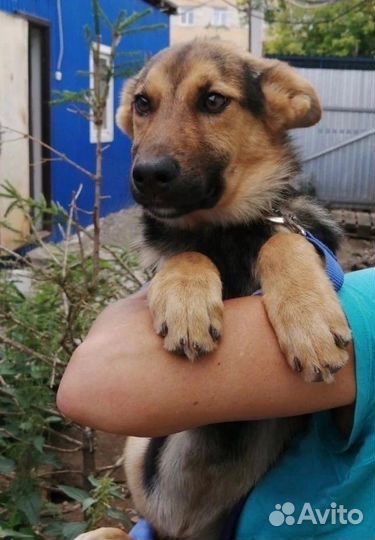 Щенок - подросток в добрые руки