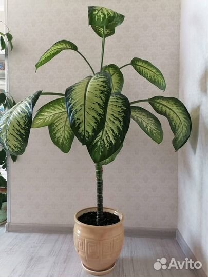 Дифинбахия