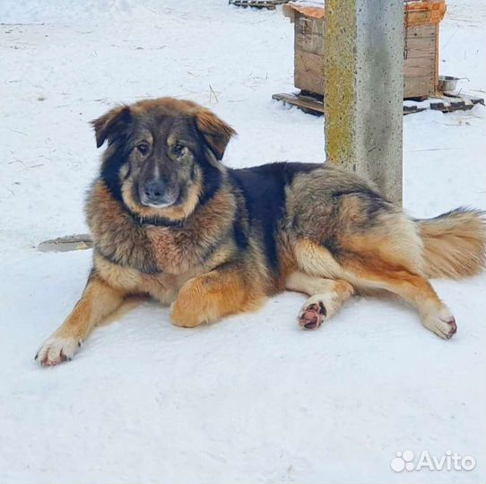 Крупная собака в дар