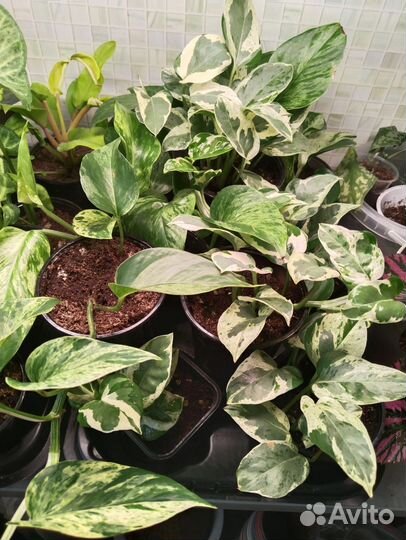 Эпипремнум/сциндапсус