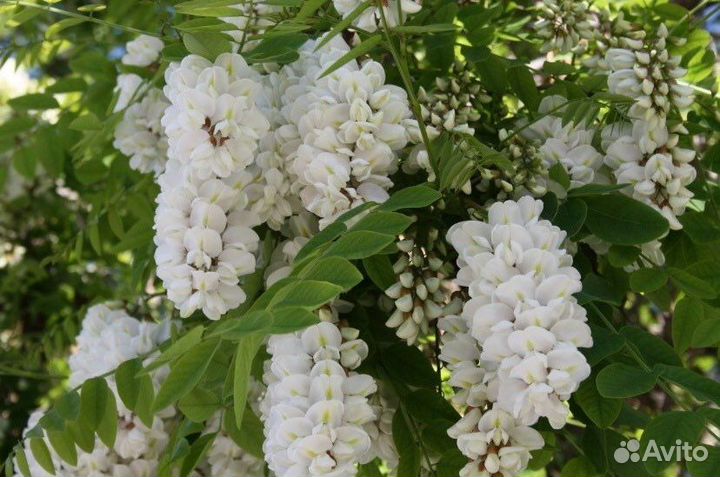 Мёд акациевый