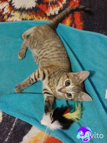 Котёнок в добрые руки бесплатно