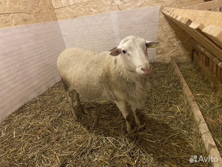 Баран катумский