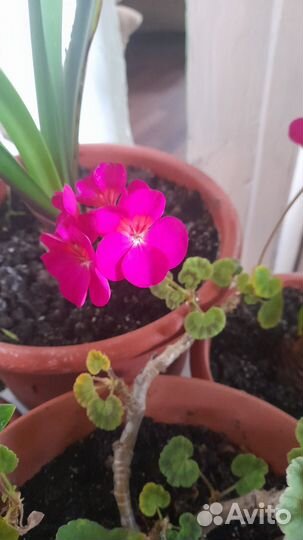 Пеларгония герань