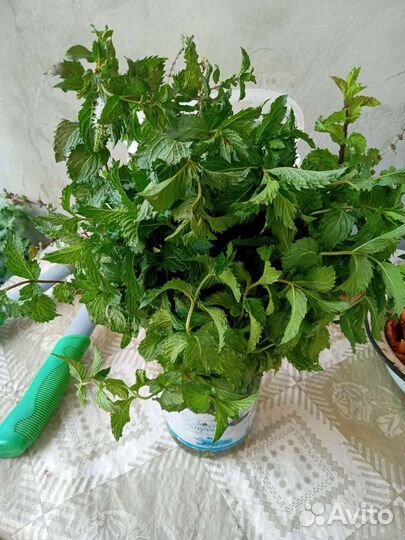 Мята на срез