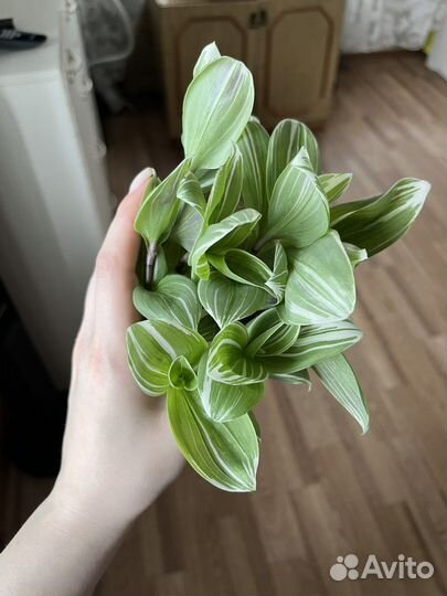 Традесканция срезы