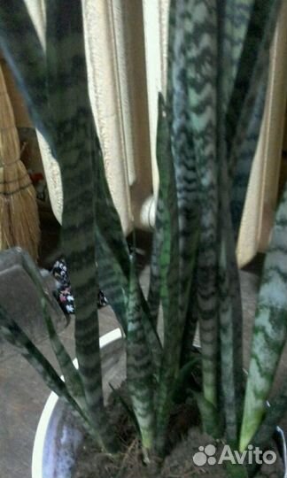 Щучий хвост (Сансевиерия)