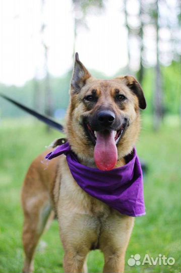 Собака в добрые руки