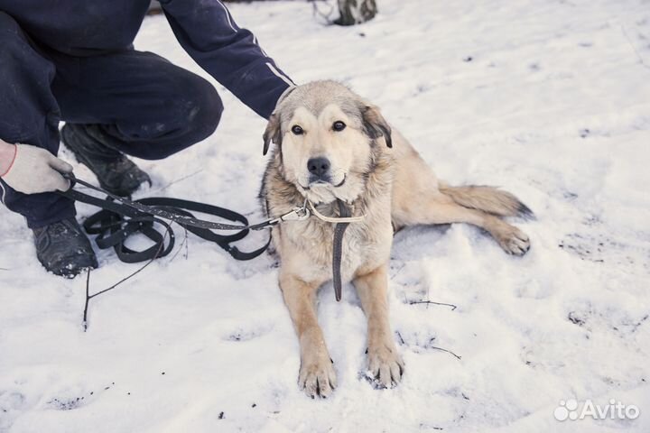 В добрые руки чудесная собака Найда