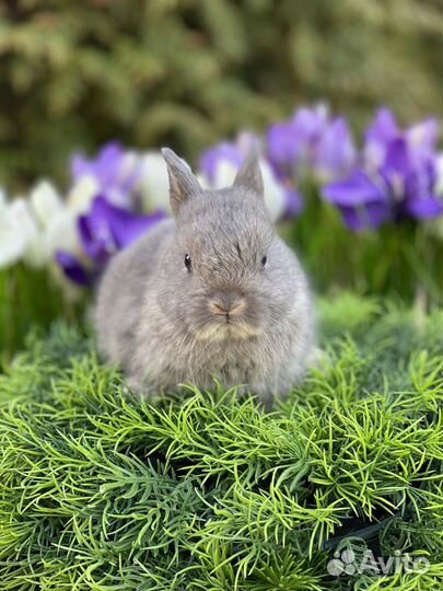 Кролик мини