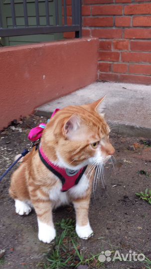 Подарю кота
