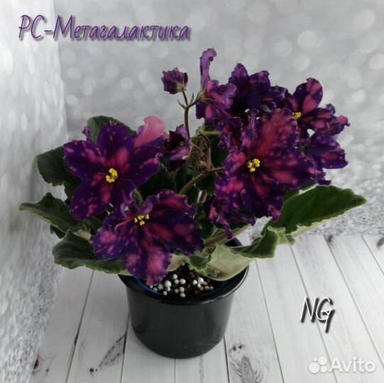 Сортовые фиалки