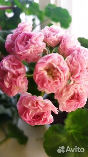 Пеларгония, герань сортовая