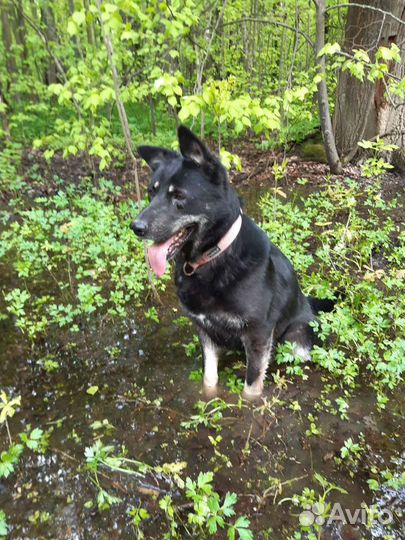 Метис овчарки в добрые руки,собака из приюта