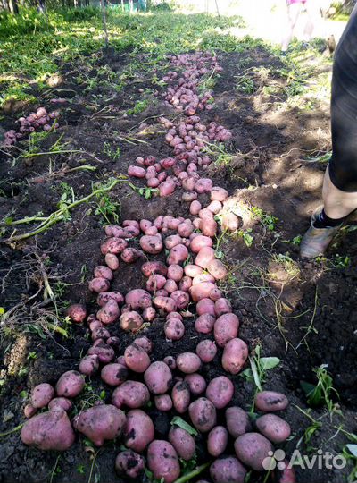 Картофель на еду деревенский