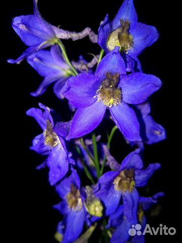 Дельфиниум многолетний