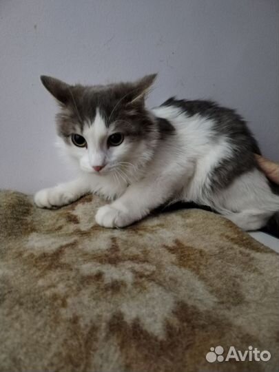 Котенок мальчик