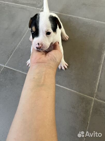 Щенки джек рассел терьер