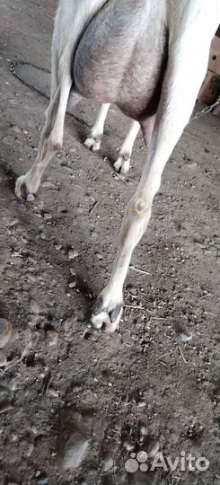 Продаются дояные козы 7000