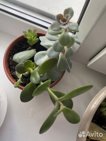 Эхеверия, суккуленты