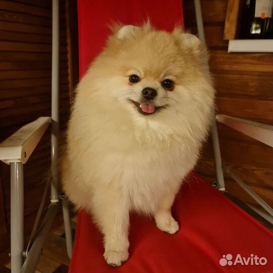 Вязка. Немецкий шпиц