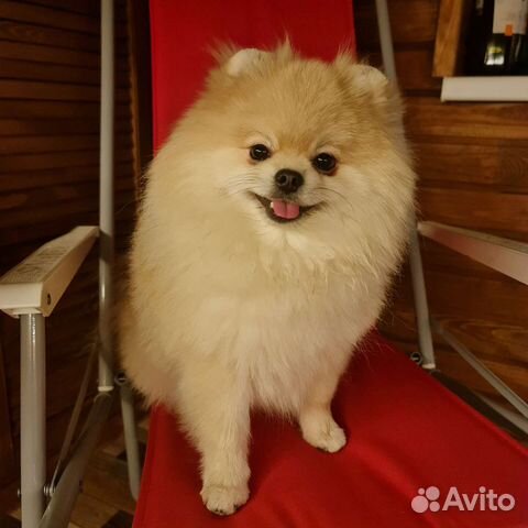 Вязка. Немецкий шпиц