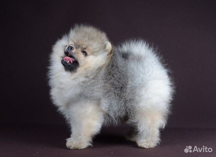 Малыши шпицы