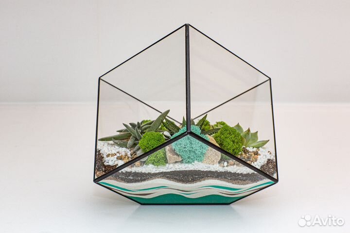 Флорариум суккуленты