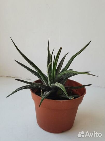 Суккуленты