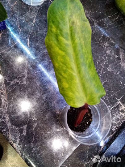 Филодендроны