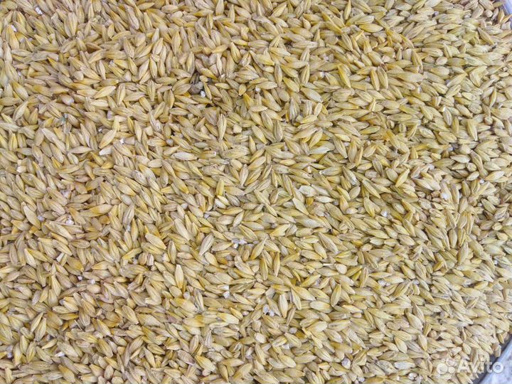 Ячмень, пшеница