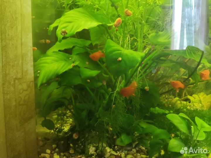 Аквариумные растения анубиас