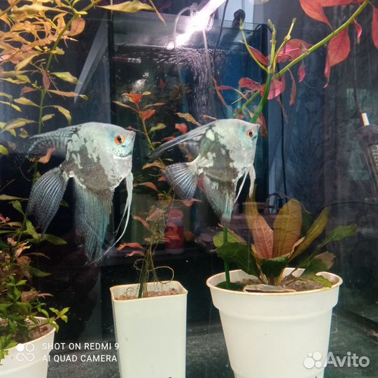 Аквариумные рыбки