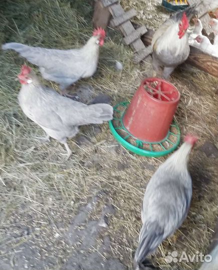 Леггорн изабелла