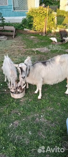 Продаётся козочка