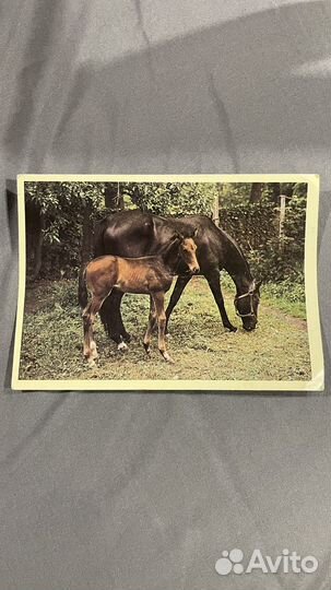 Открытка с лошадьми bratislava