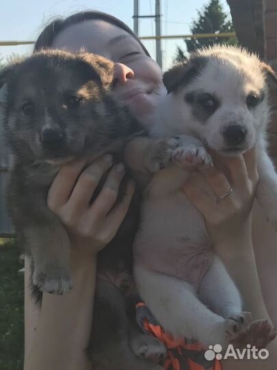 Щенки хаски продам